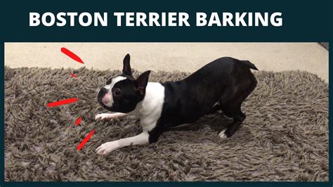 Boston Terrier Max Barking Youtube