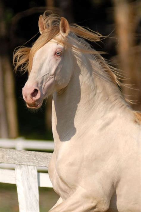 Puro Sangue Lusitano Horses Lusitano Horse Albino Horse
