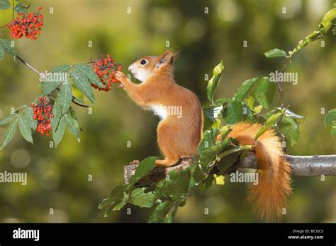 Red Squirrel Sciurus Vulgaris Eating Rowan Berries Stock Photo Alamy