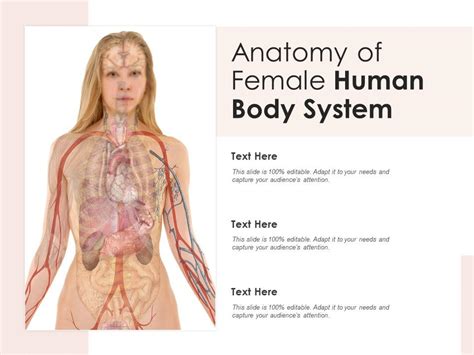 Anatomy Of The Human Body Information Infographic Lupon Gov Ph