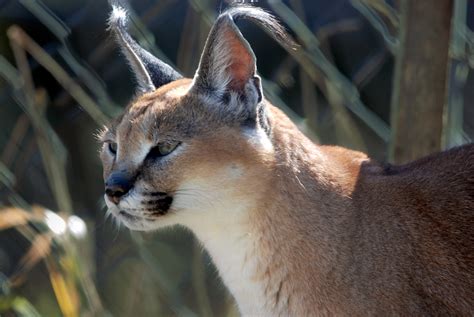 5 Fascinating Facts About The Caracal Safaribookings Caracal Images