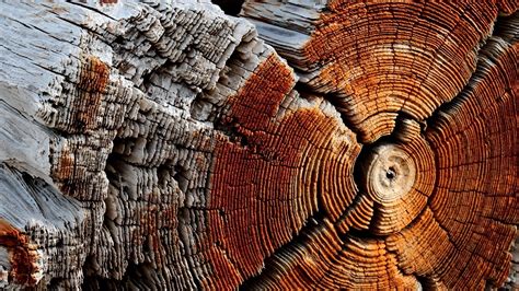 Nature Wooden Surface Wood Texture Pattern Trees Circle Dry