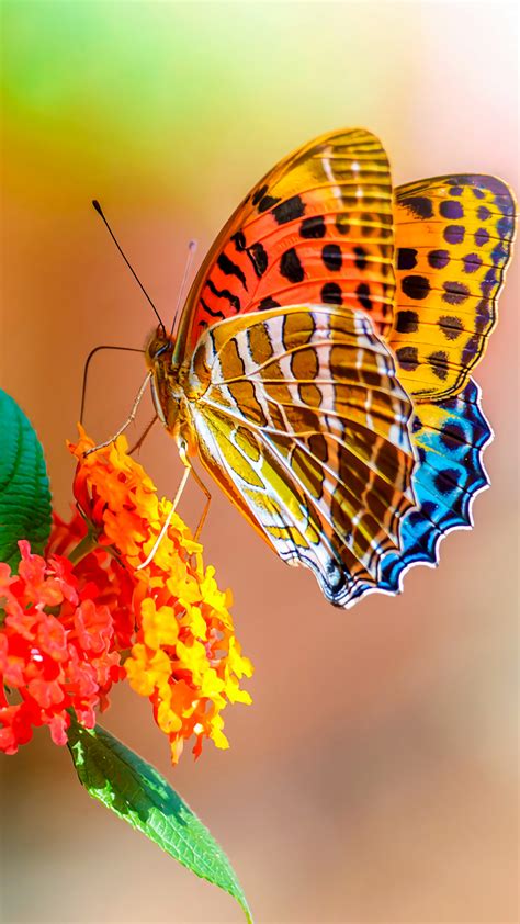 Freetoedit Colorful Beautiful Butterfly Photography