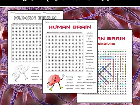 Human Brain Word Search Puzzle Teaching Resources