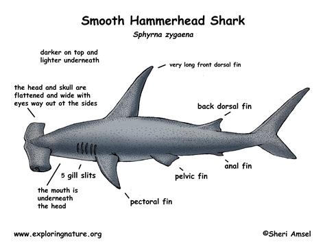 Shark Smooth Hammerhead