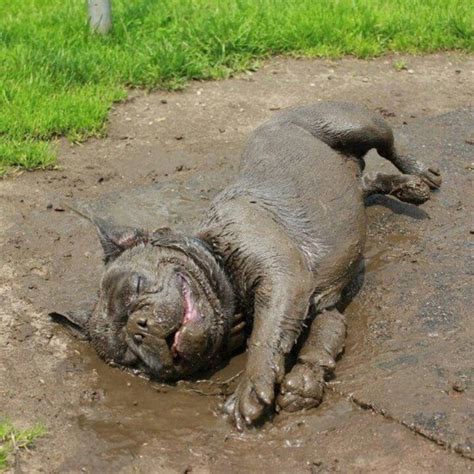 Mud Dog Total Bliss Muddy Dog Happy Dogs Funny Animal Pictures