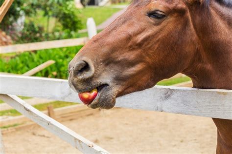 Can Horses Eat Apples What You Need To Know