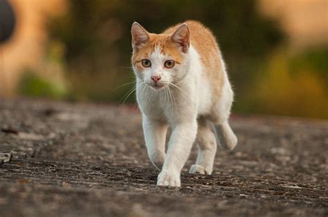Best Running Cat Stock Photos Pictures And Royalty Free Images Istock