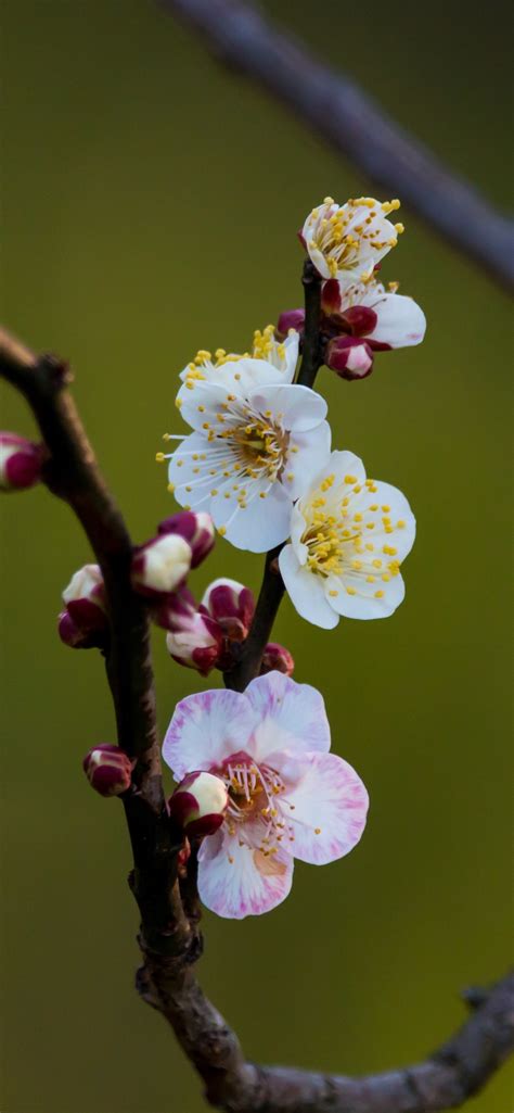 White Plum Flowers Close Up Tree Branch Spring 1242x2688 Iphone 11