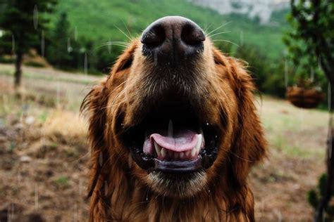 Here are the dog food advisor's top 20 best dry dog food brands for the current month. Happy Dog Smile Free Stock Photo - NegativeSpace