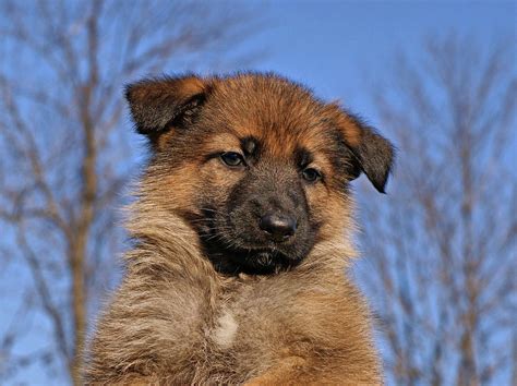 Sable German Shepherd Puppy Ii Photograph By Sandy Keeton Pixels