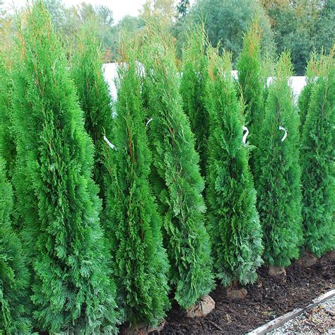 Thuja Occidentalis Smaragd Emerald And Many Other Plants Like It Are