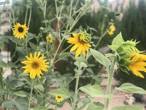 harvesting and growing sunflower seeds kellogg garden organics™