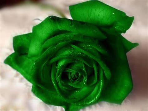 Burgundy is an extremely bold and dominant color, which makes it fantastic to emphasize a passionate look at your event. Green Rose Wallpapers, Pictures, Images