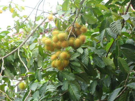 Drama jepang hot ibu dan anak tiri. ALUNAN SUARA PENA: BUAH RAMBUTAN POKOK SENDIRI
