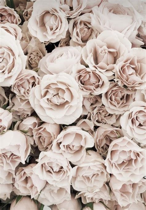 white roses mfc share 🌴