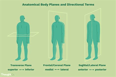 Anatomy And Physiology Games And Puzzles Directional Terms And Sections