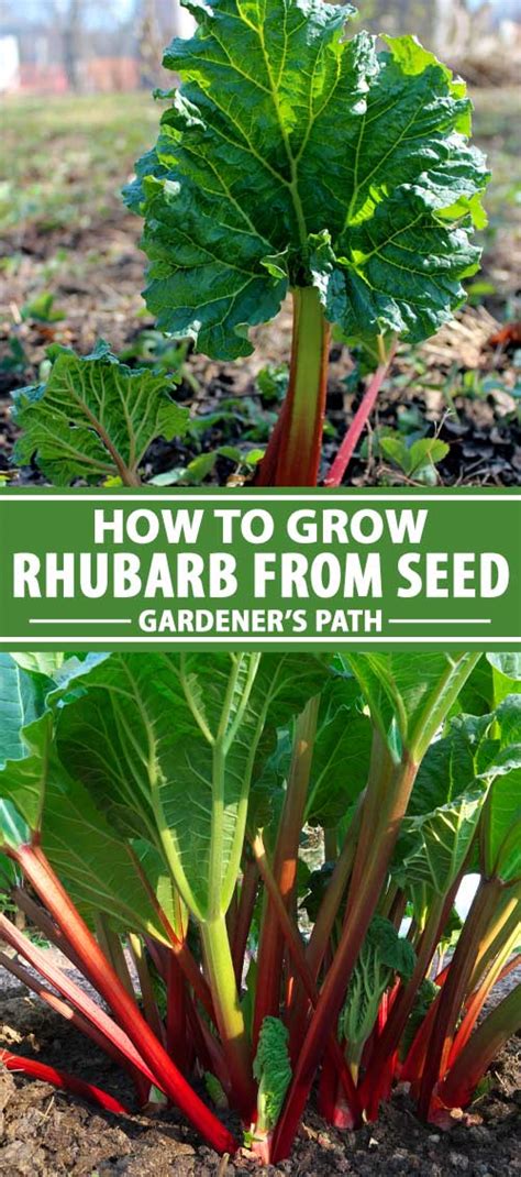 How To Grow Rhubarb From Seed Gardeners Path Reportwire