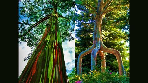Most Beautiful Trees In The World 10 Wonderful Trees In The World