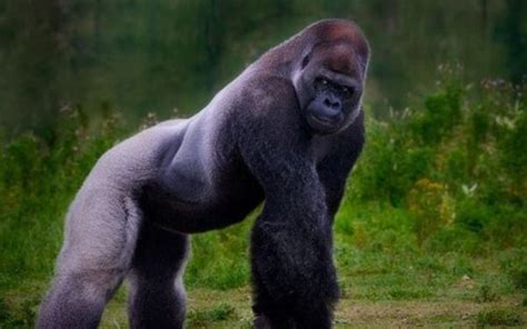 Gorila Das Montanhas Características Altura Tamanho E Peso