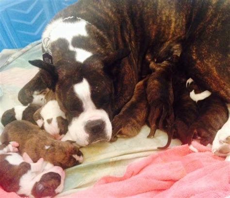 PRICES REDUCED READY NOW Boxer Puppies Akc Championship Bloodline For