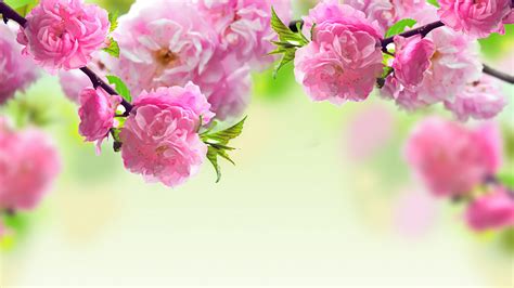 Spring Flowers Wallpapers Hd 50 Images