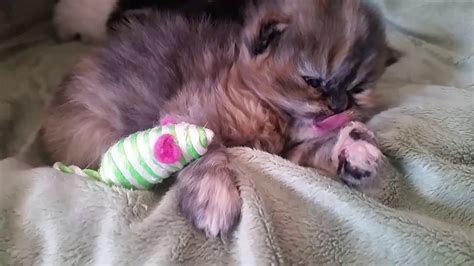 Persian Kittens March 2016 3 Weeks Old Youtube