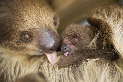 Whilst the husband is being interrogated over his involvement in her death, a slip of the tongue leads gibbs to the real killer. Baby sloth debuts at ZooWorld - News - Panama City News ...