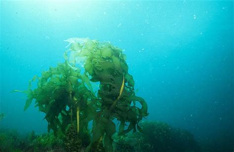 17 Types Of Seaweed In The Great Barrier Reef