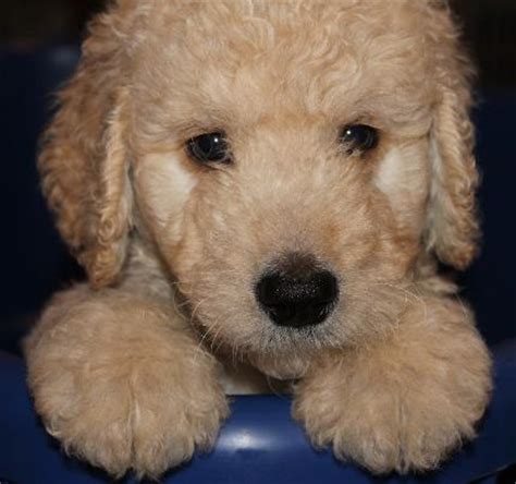Our focus is the health and training of our puppies, and fully supporting our buyers. Goldendoodles R Us