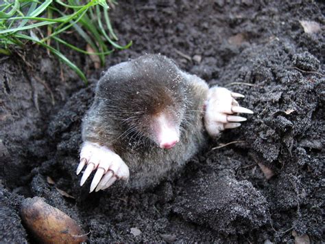 8 Fun Mole Facts Cooler Than You Knew Jakes Nature Blog