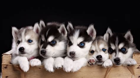 Wallpaper Husky Puppy Cute Animals 4k Animals 17835