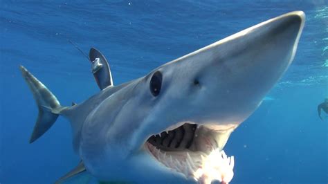 Mako Shark Evolutions A Guy Harvey Expedition Youtube