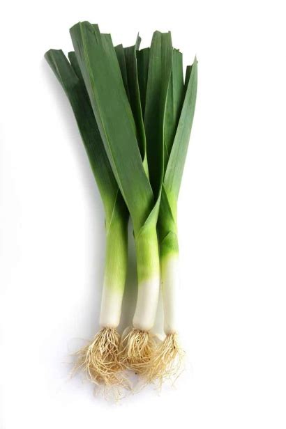 Check spelling or type a new query. I Love Onions | Edible South Florida