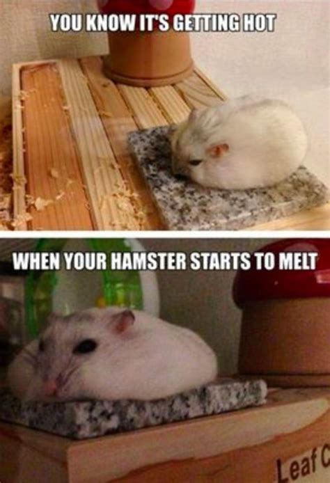 29 Of The Cutest Hamster Memes We Could Find Funny Hamsters Hamster