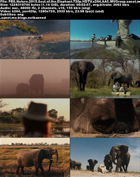 pbs nature soul of the elephant 2015 720p hdtv x264 mvgroup softarchive