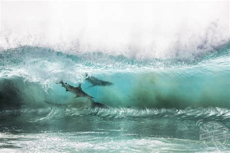 Incredible Pictures Of Sharks Surfing The Waves In Australia Media Drum World