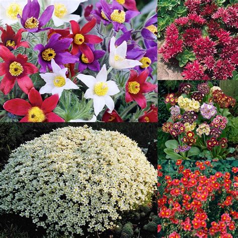 Alpine Complete Perennial Collection J Parker Dutch Bulbs