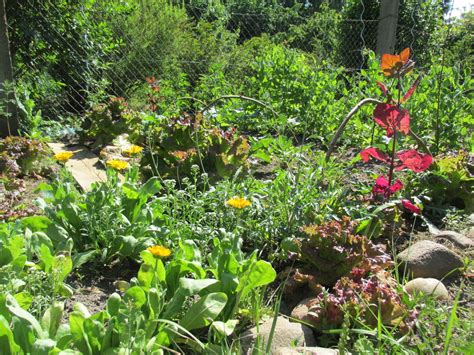 Einen eigenen biogarten anzulegen, ist der traum vieler menschen. Bio Garten | Garten, Biogarten, Pflanzen