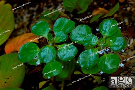 Floating Primrose Ludwigia Peploides Stock Photo Picture And Rights