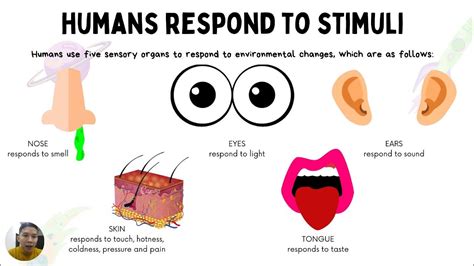 Humans Respond To Stimuli Science Year 4 Youtube