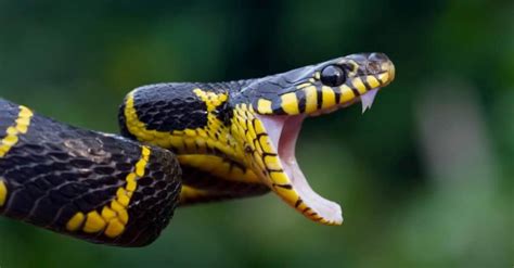 Snake Tooth Everything You Need To Know