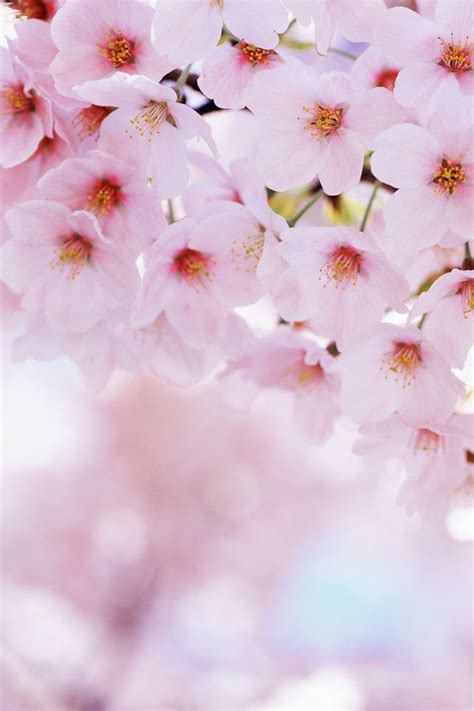 Spring Iphone Wallpaper Bing Images Cherry Blossom Wallpaper