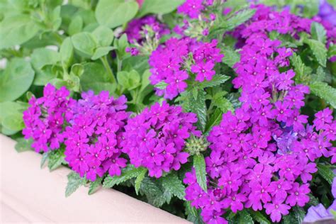 How To Grow And Care For Verbena Plants