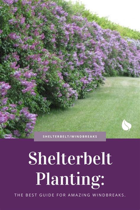 Shelterbelt Planting The Best Guide For Amazing Windbreaks Wind