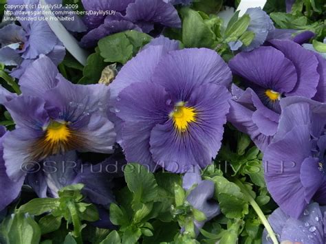 Plantfiles Pictures Pansy Delta True Blue Viola X Wittrockiana 1