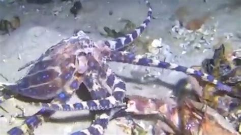 Blue Ringed Octopus Takes On Angry Crab In Underwater Battle Video