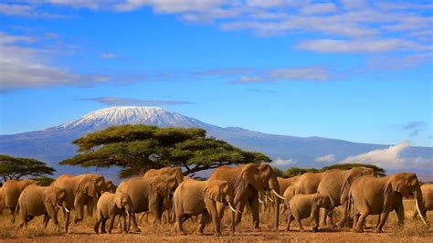 Tanzania Voted The Best Safari Destination In Africa Travel Ji