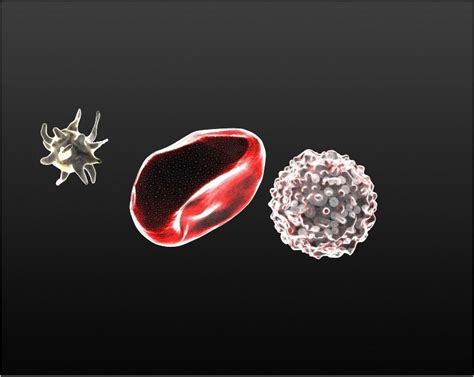 Printable Models For Blood Cells Free 3d Model 3d Printable Cgtrader