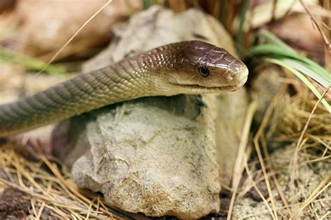 Physical pest control is a method of getting rid of insects and small rodents by killing, removing, or setting up barriers that will prevent further destruction of one's plants. Snakes - Durban Pest Control Services